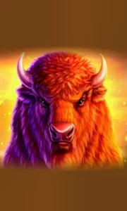 Buffalo 50